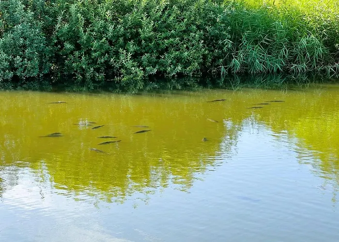 ロッジ Dobre Miejsce- Letniskowe Nad Stawem *