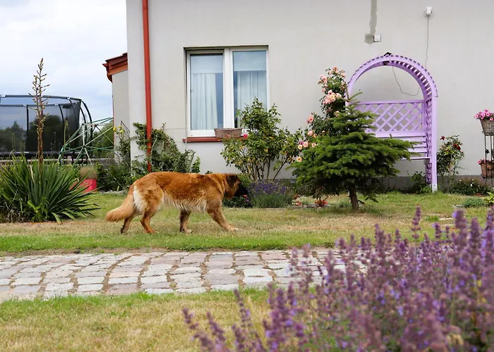 ロッジ Dobre Miejsce- Letniskowe Nad Stawem